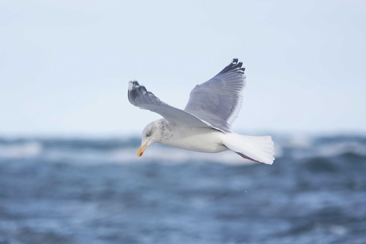 Gaviota Argéntea - ML522549131