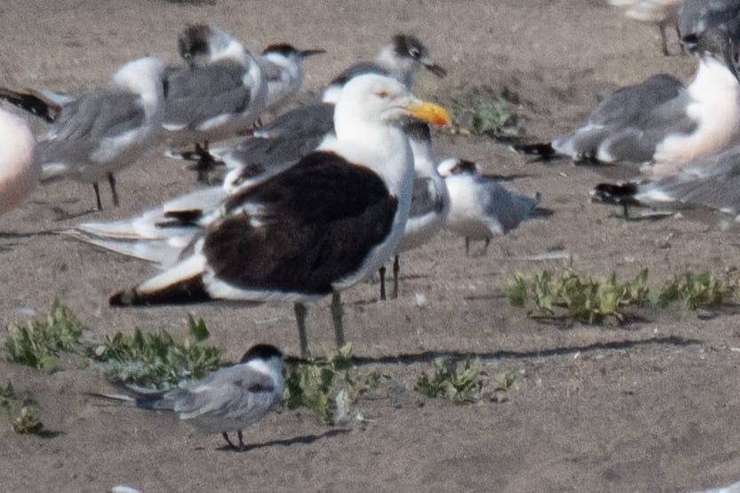 Common Tern - ML522549501