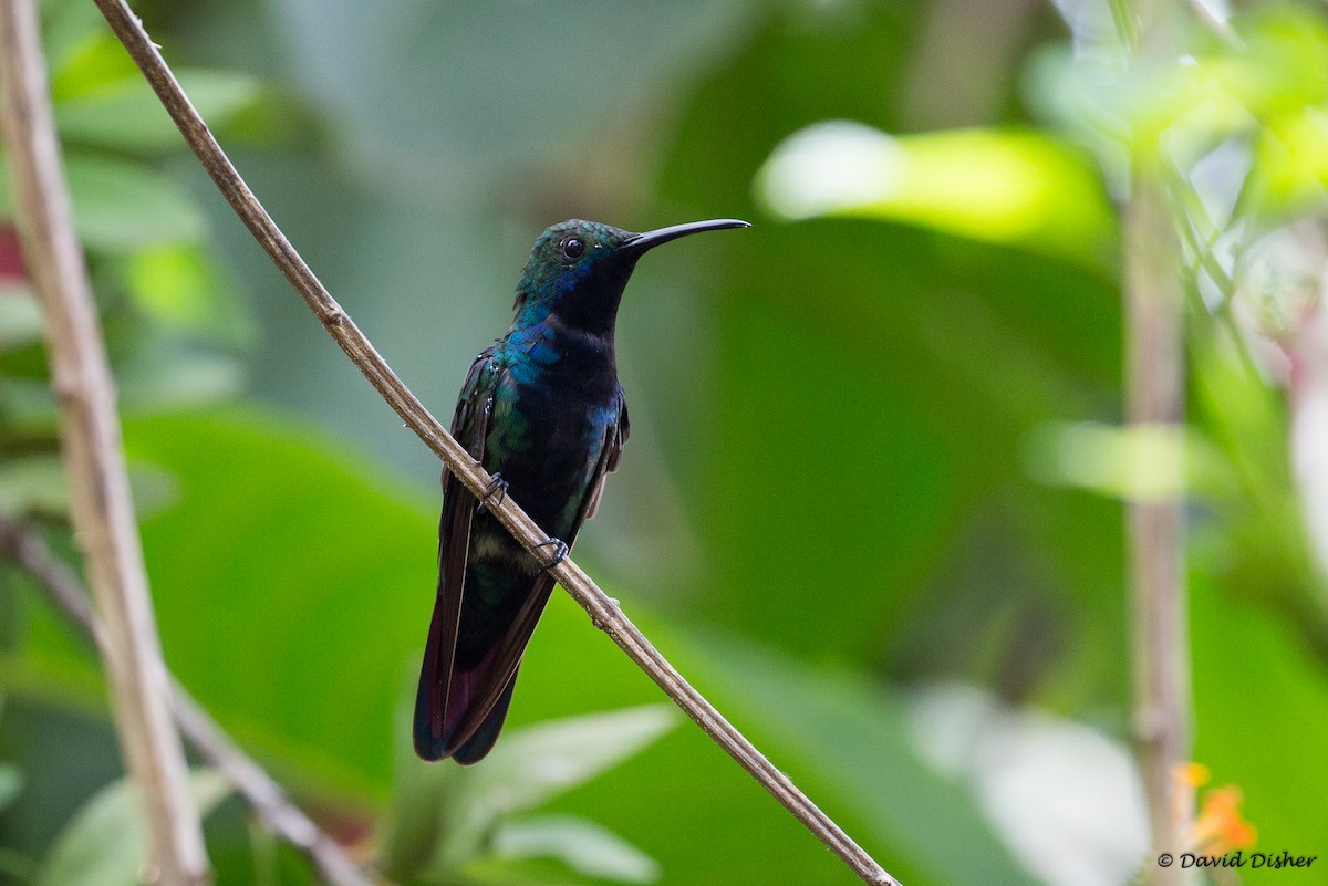 kolibřík tropický - ML52254951