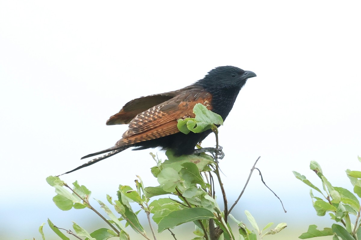 Black Coucal - ML522549661