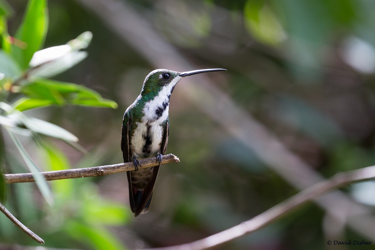 Black-throated Mango - David Disher