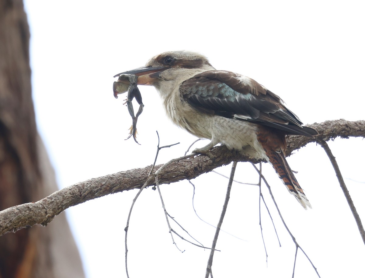 Laughing Kookaburra - ML522551181