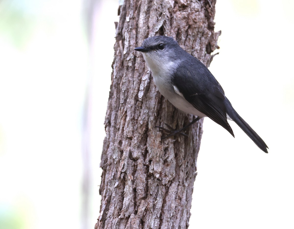 White-breasted Robin - ML522551211