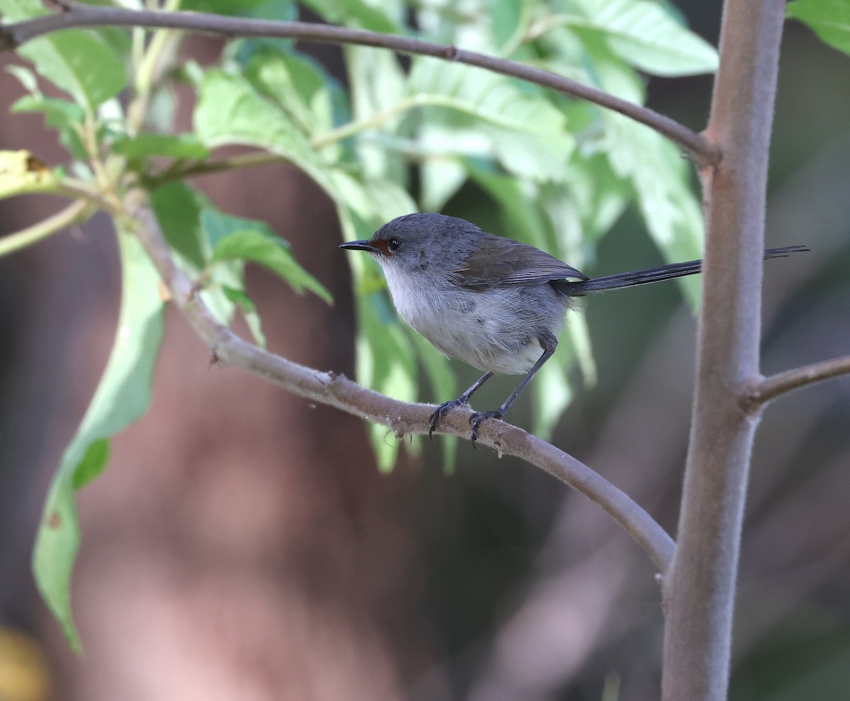 Red-winged Fairywren - ML522551221