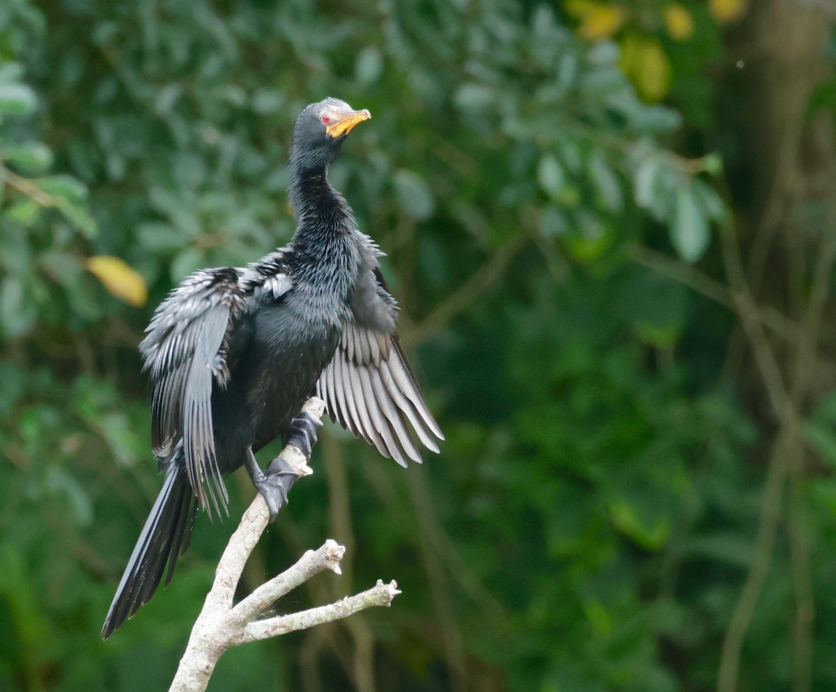 Long-tailed Cormorant - ML522551361