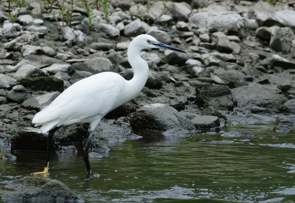 Little Egret (Western) - ML522551381