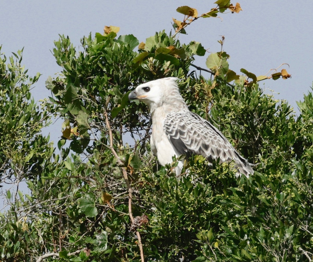 Crowned Eagle - ML522551391