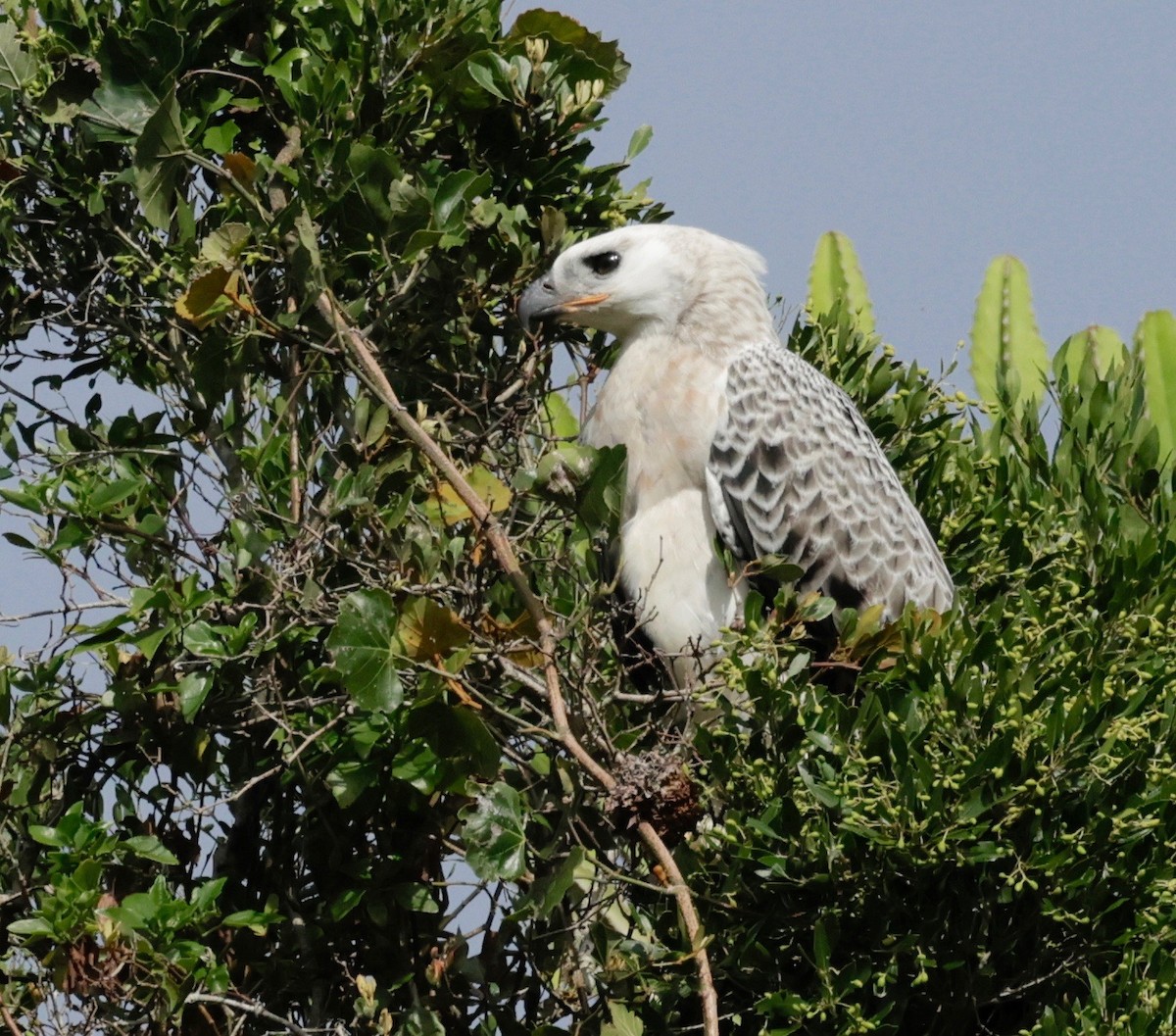 Crowned Eagle - ML522551411