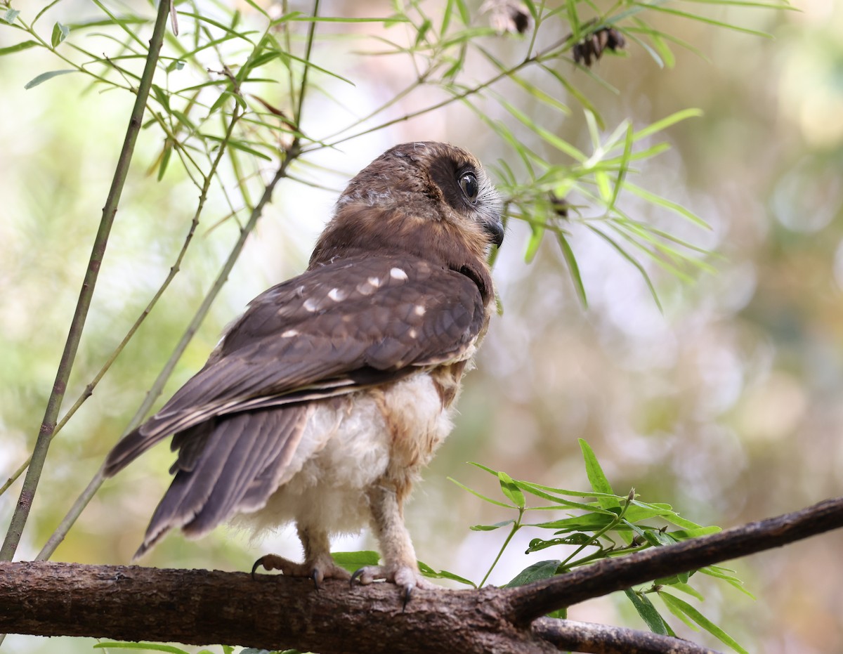 Australian Boobook - ML522551611