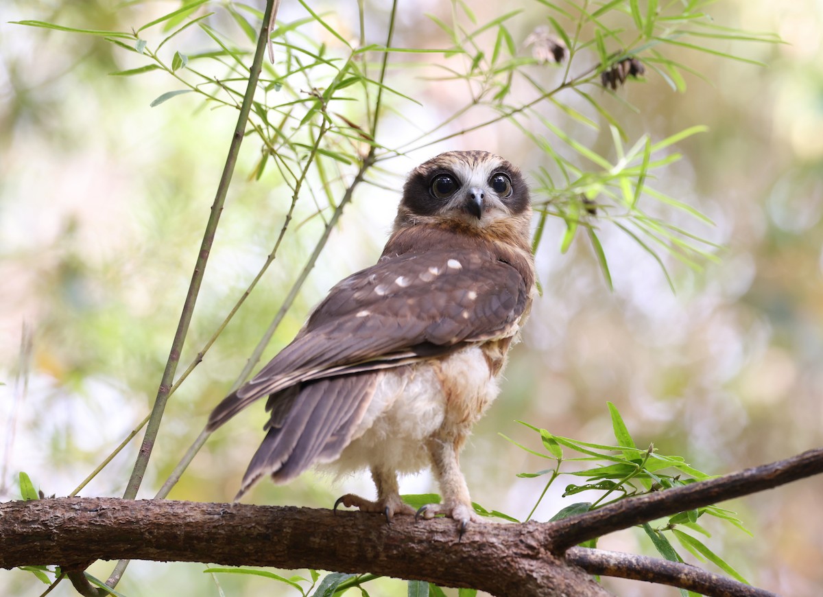 Australian Boobook - ML522551621