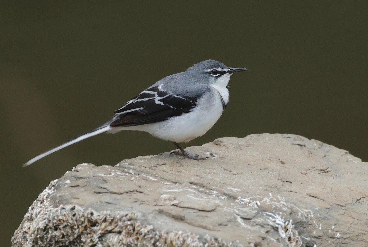 Mountain Wagtail - ML522552251