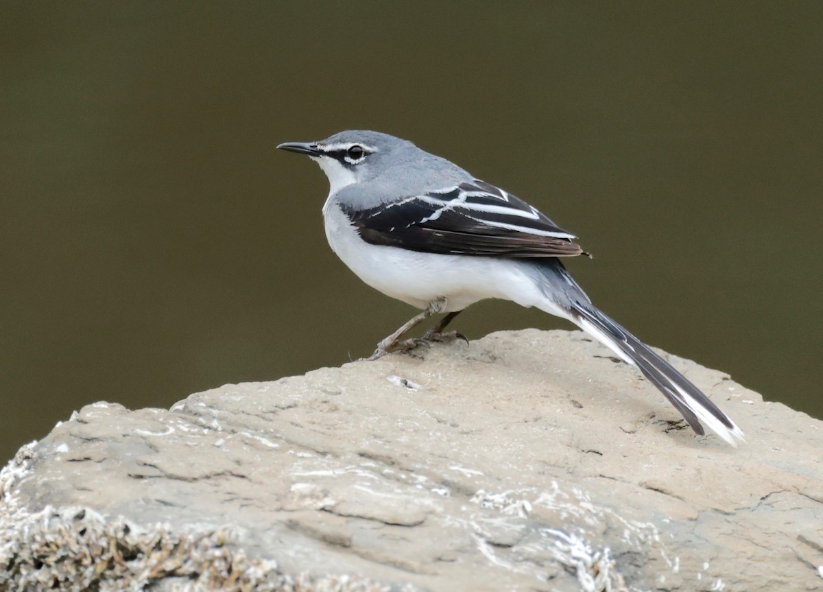 Mountain Wagtail - ML522552271