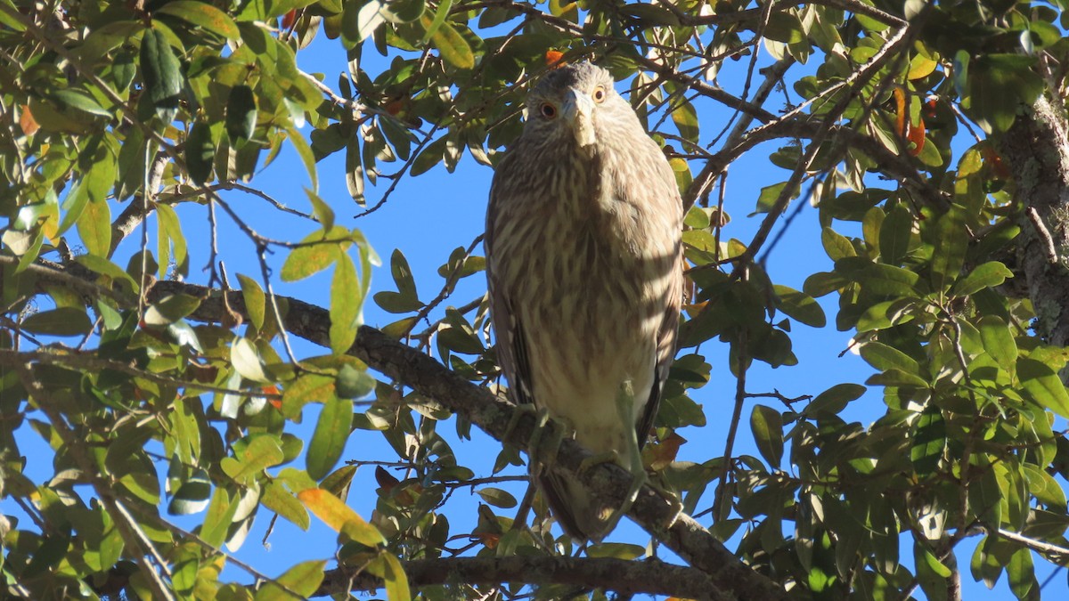 Black-crowned Night Heron - ML522552391