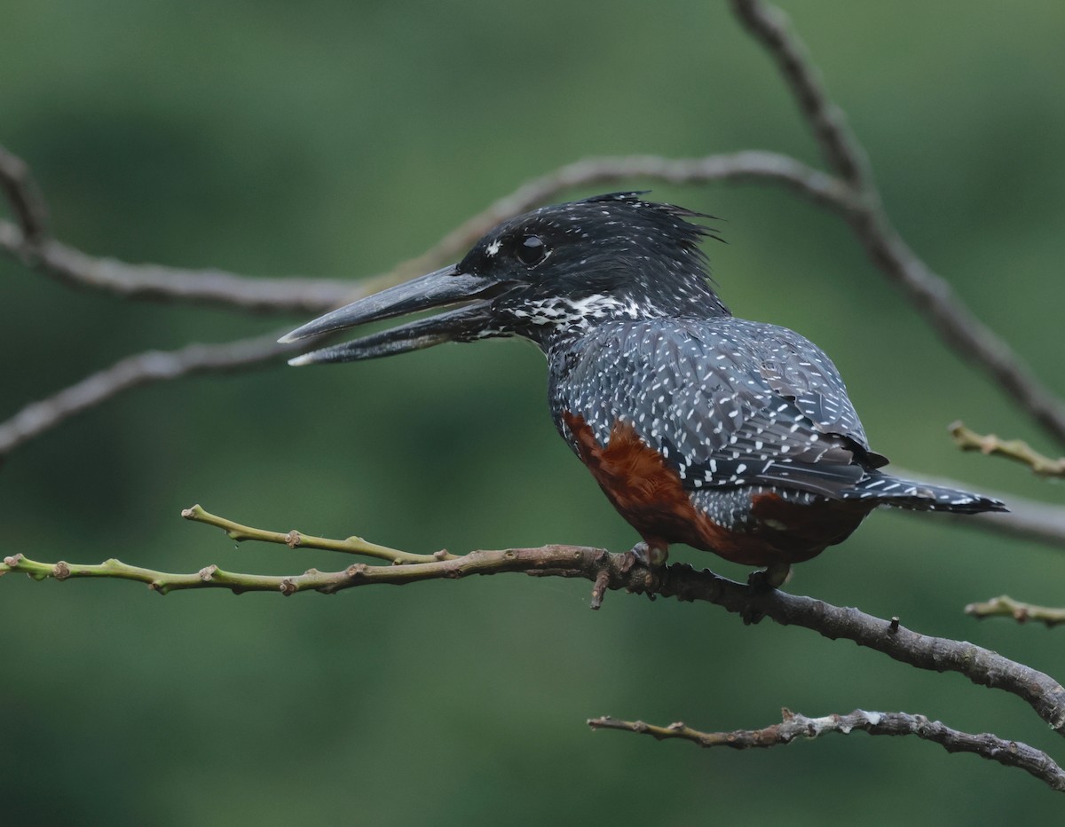 Giant Kingfisher - ML522552651