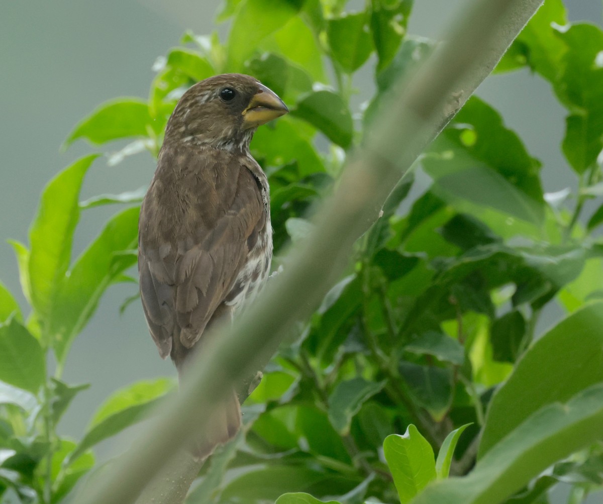 Grosbeak Weaver - ML522553081