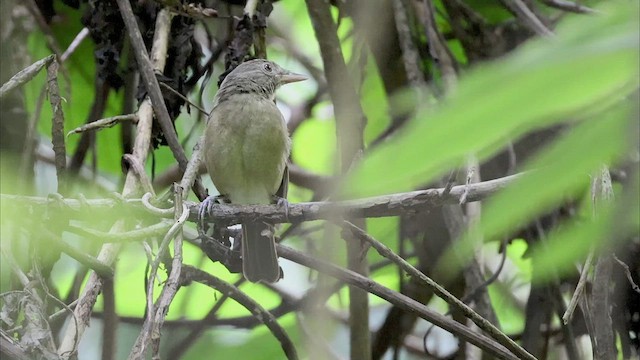 Waigeo Shrikethrush - ML522553181