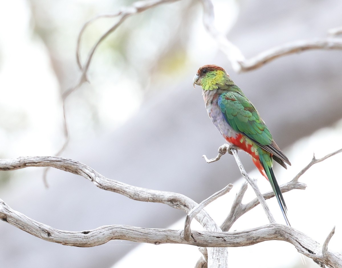 Red-capped Parrot - ML522554501