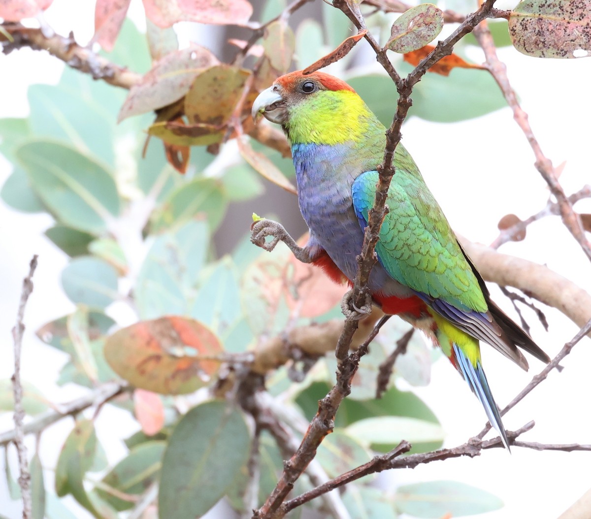 Red-capped Parrot - Andy Gee