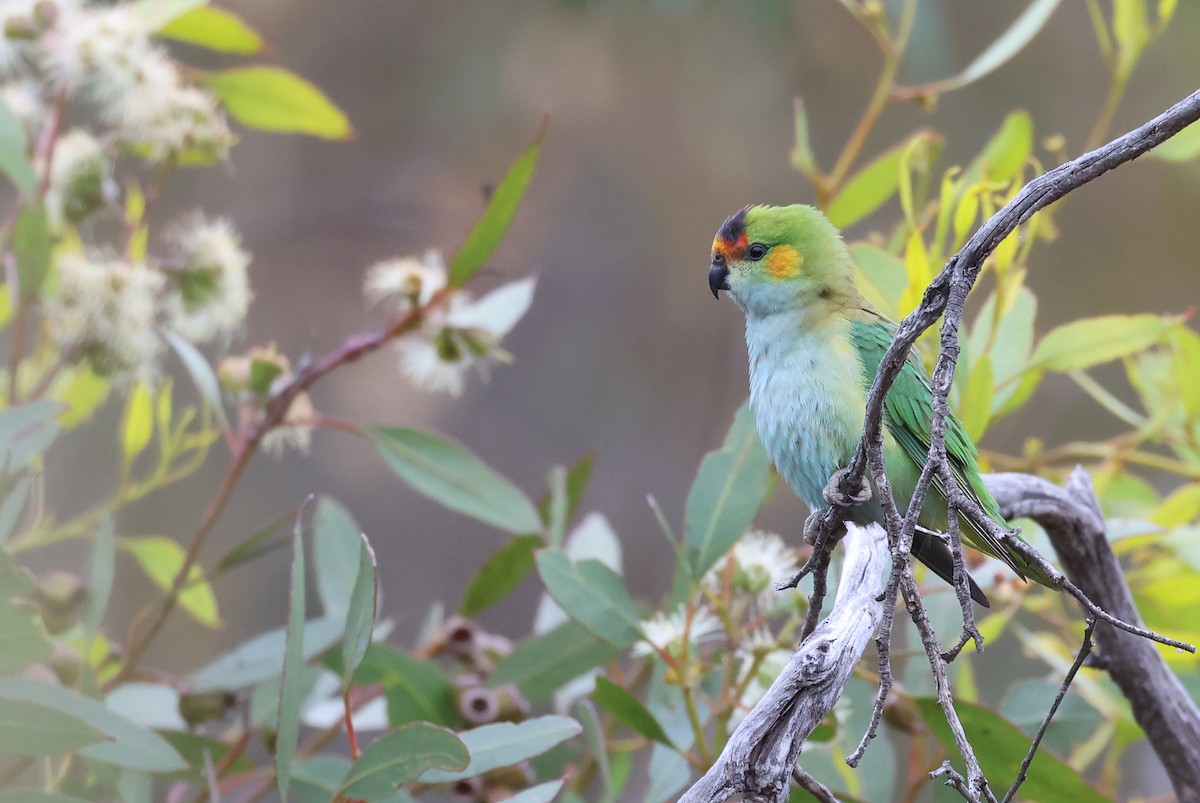 ムラサキガシラジャコウインコ - ML522554561