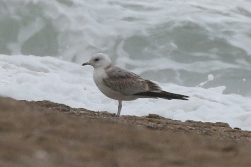 Common Gull - ML522555081