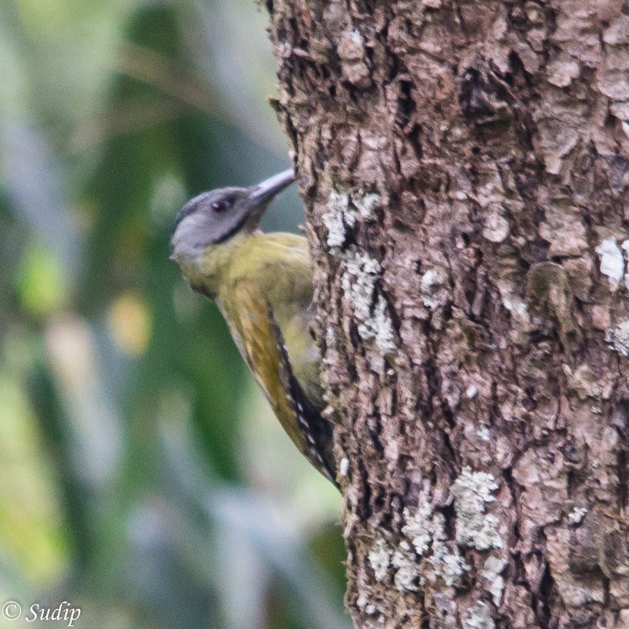 Gray-headed Woodpecker - ML522555841