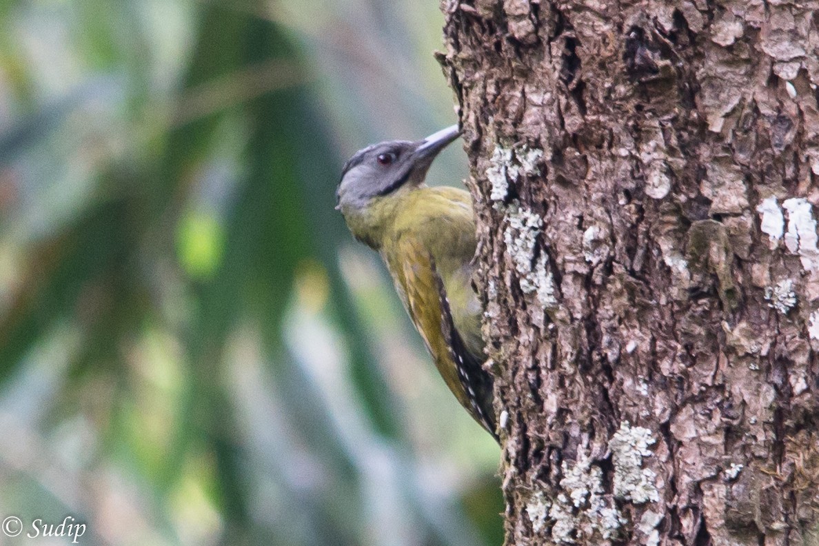 Gray-headed Woodpecker - ML522555851
