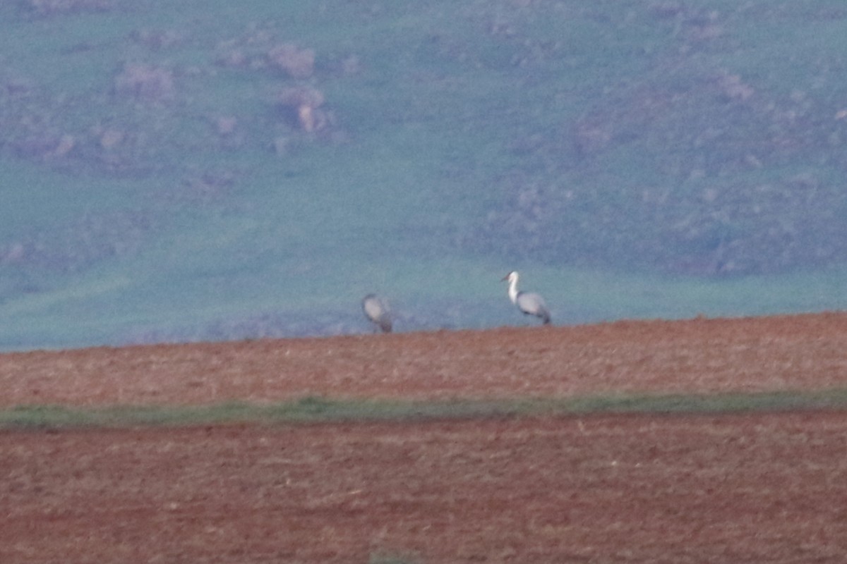 Wattled Crane - ML522556301