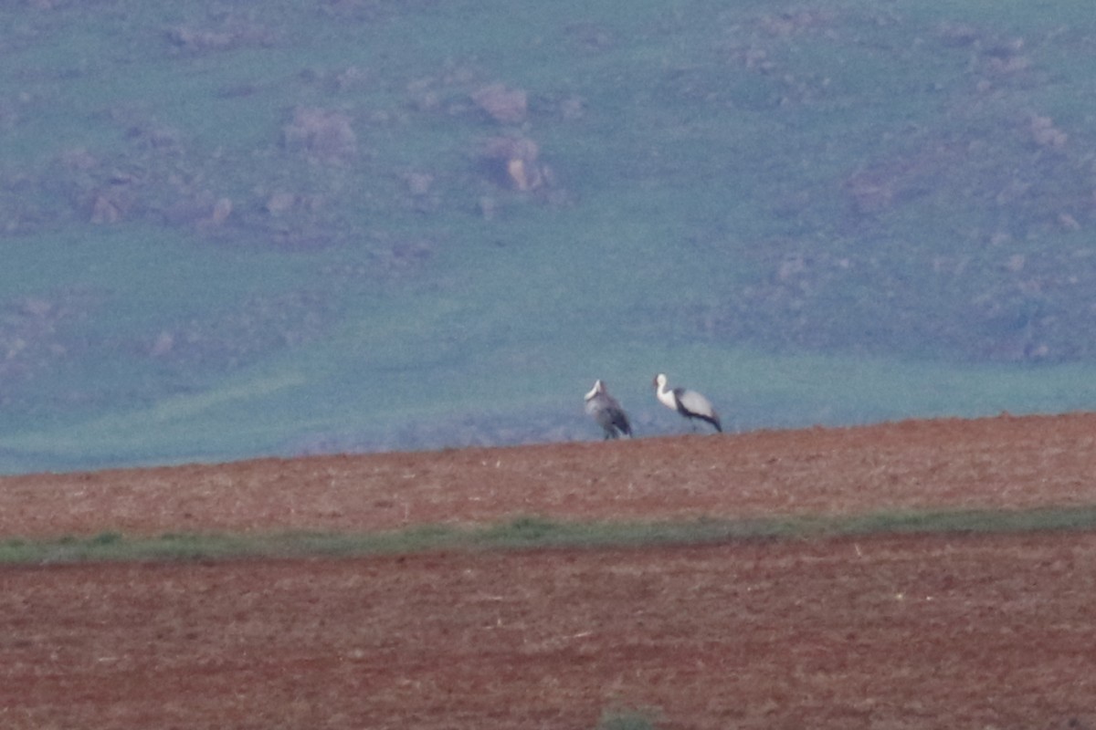 Wattled Crane - ML522556311