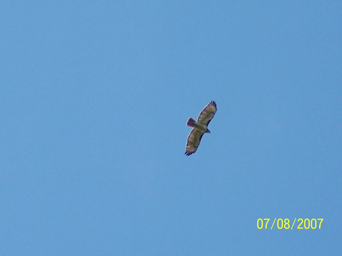 Red-tailed Hawk - Hema Kumar