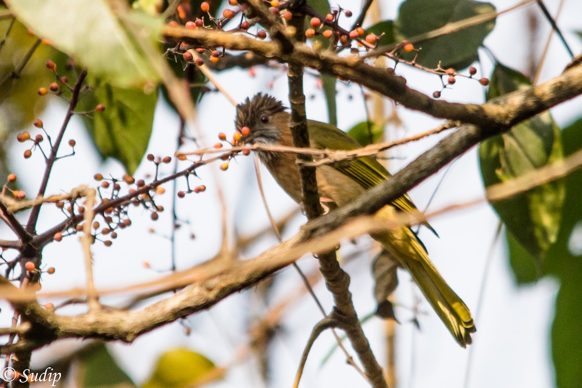 Mountain Bulbul - Sudip Ghosh