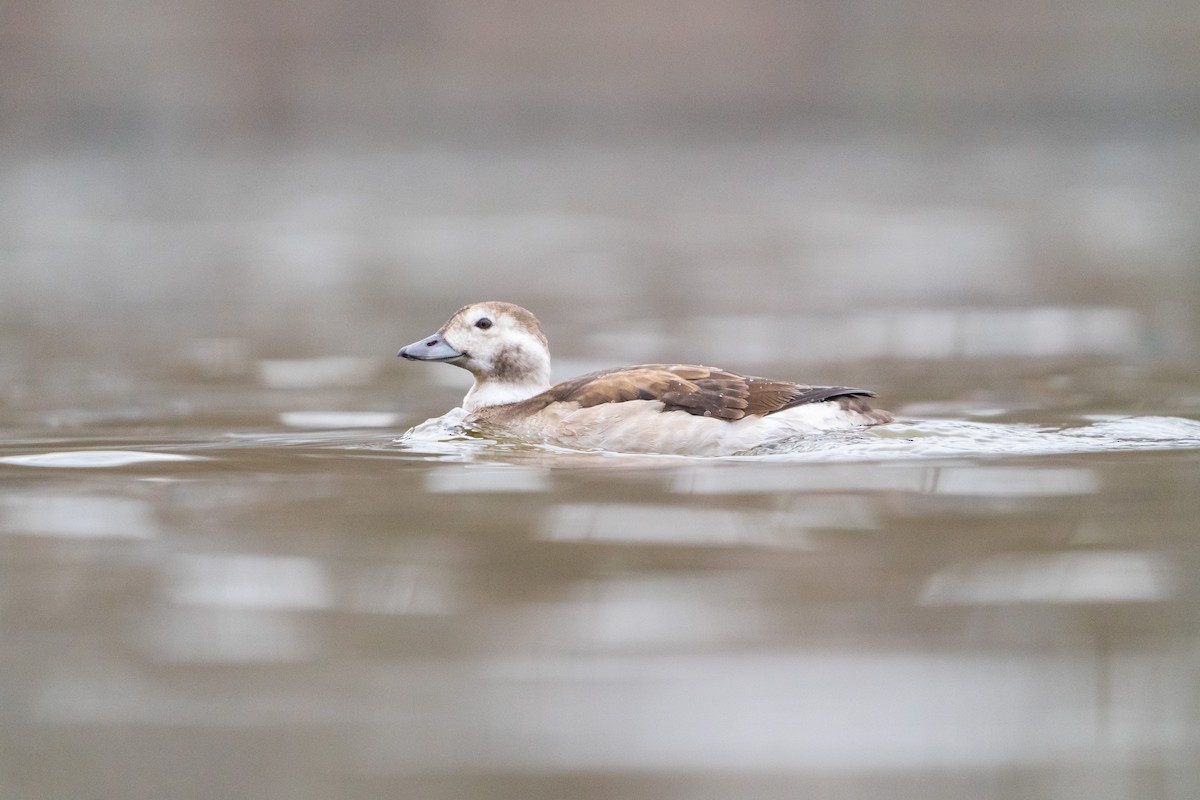 Long-tailed Duck - ML522557891