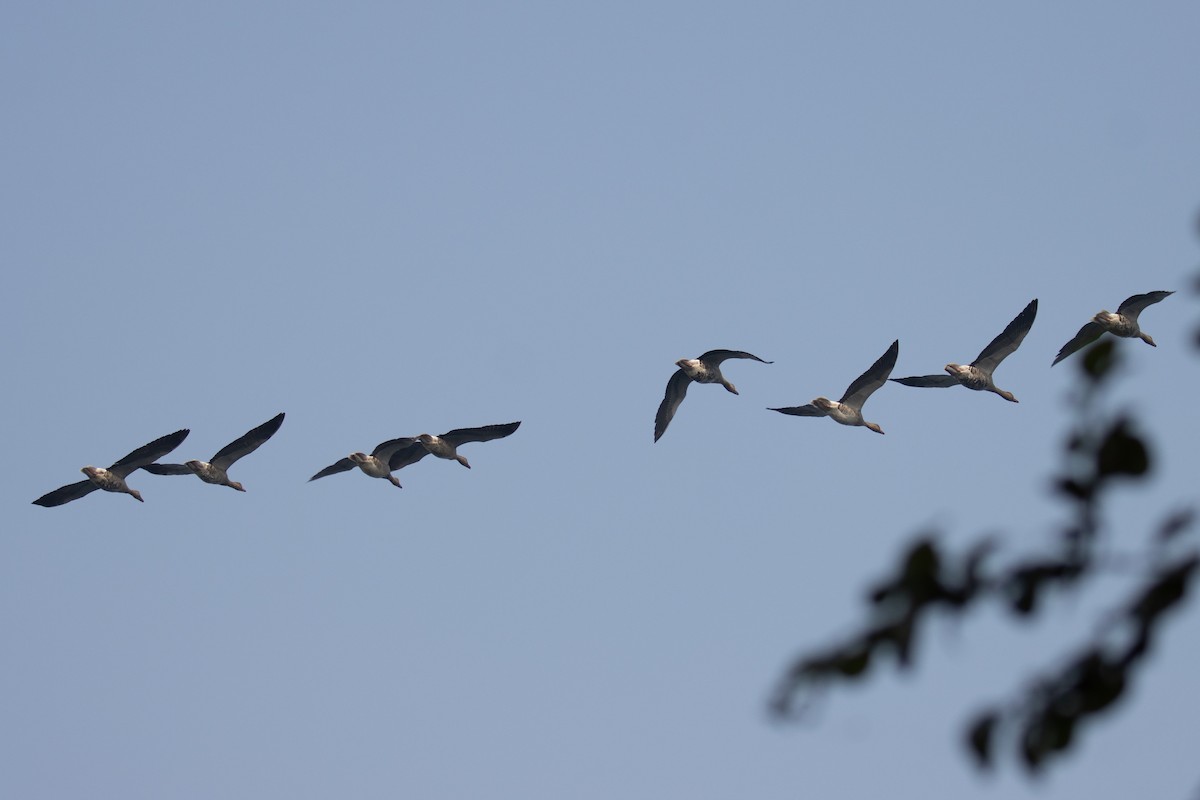 Graylag Goose - Kalpesh Krishna