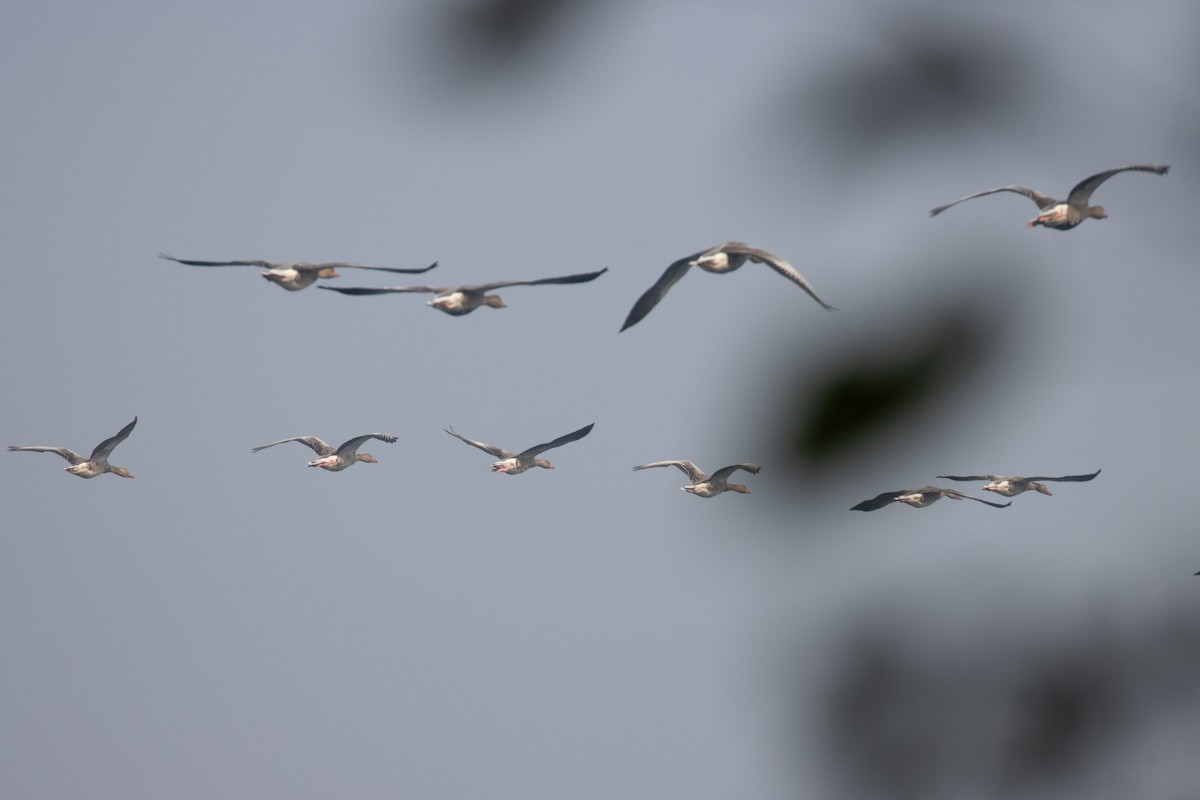 Graylag Goose - Kalpesh Krishna