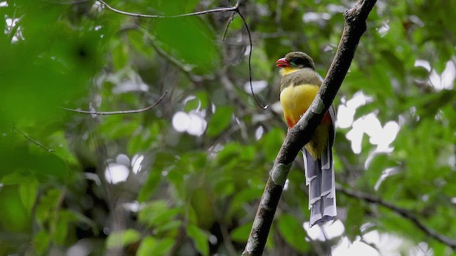 Javan Trogon - ML522559951