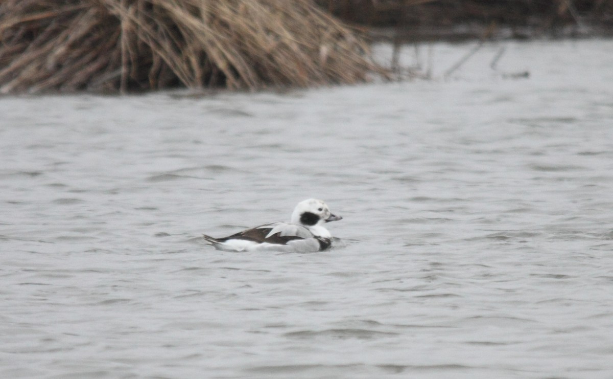 Long-tailed Duck - Umut  Güngör