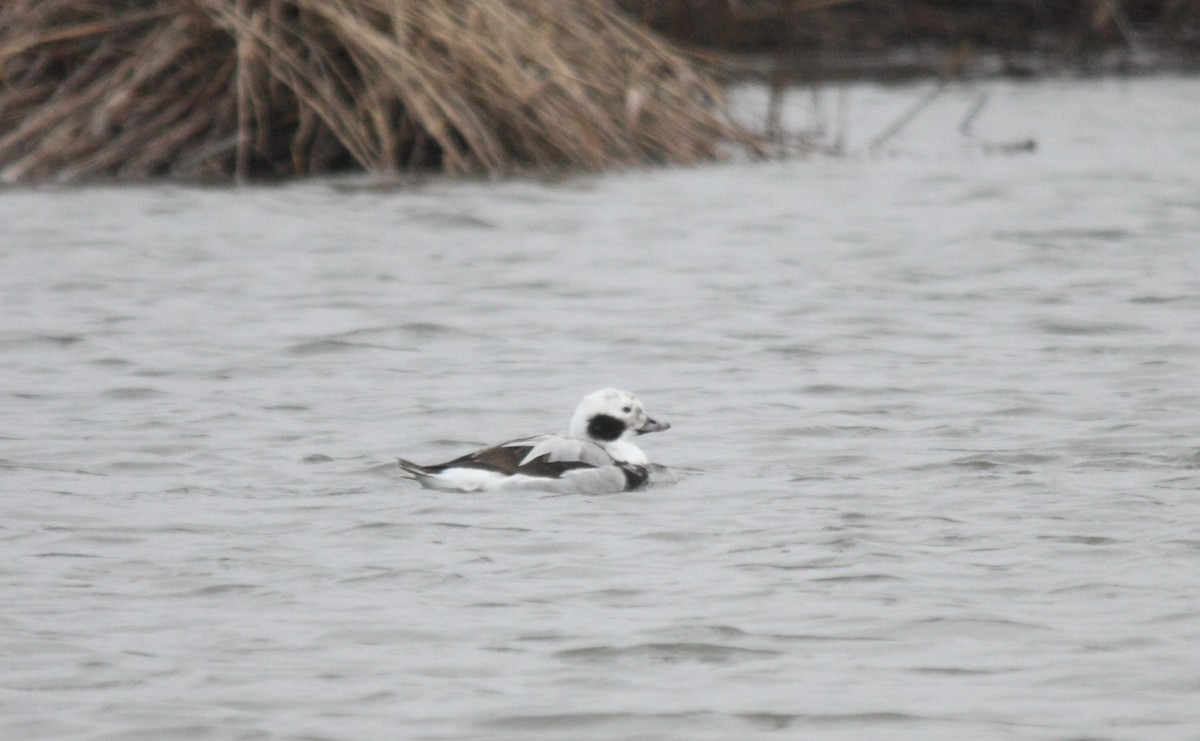 Long-tailed Duck - ML52256011