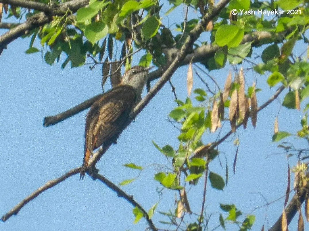 Banded Bay Cuckoo - ML522560151