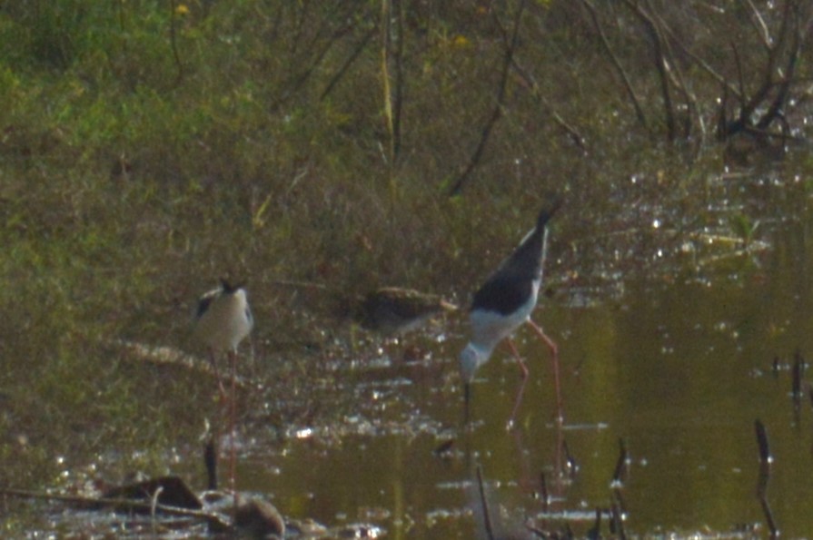 Pin-tailed Snipe - ML522560861