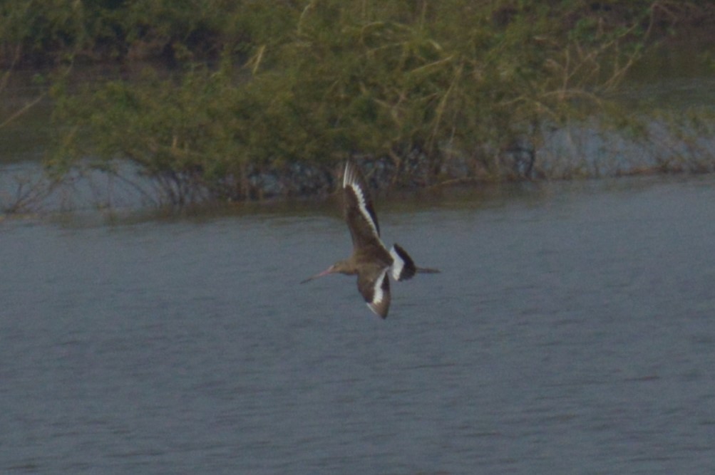 Black-tailed Godwit - ML522560941
