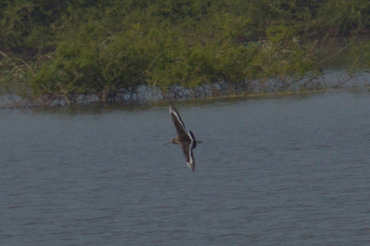 Black-tailed Godwit - ML522560951