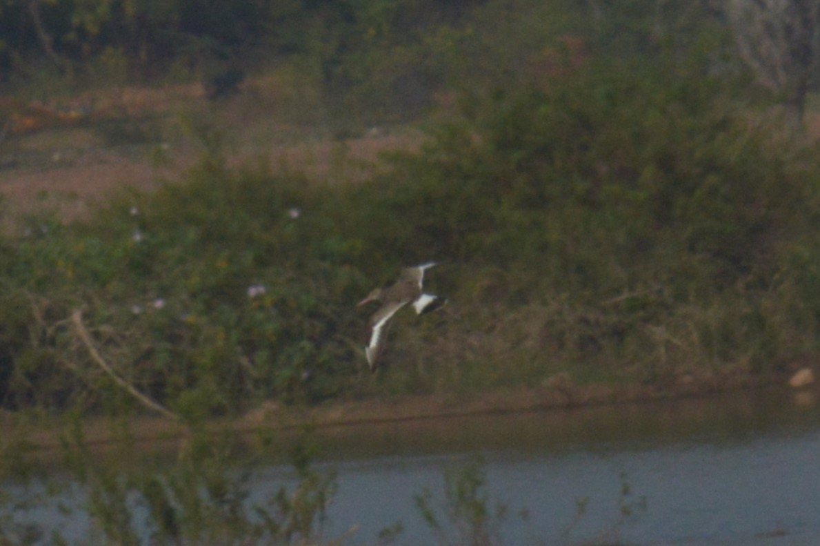Black-tailed Godwit - ML522560961