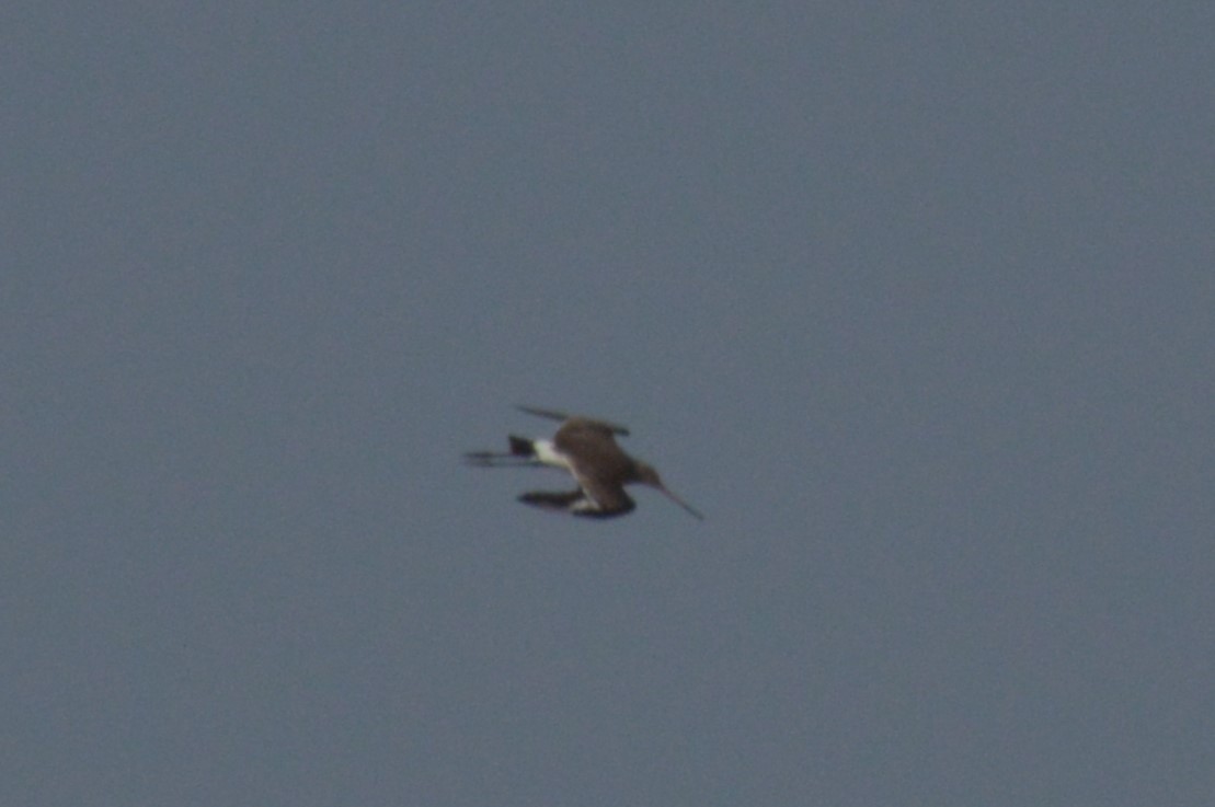 Black-tailed Godwit - ML522560971