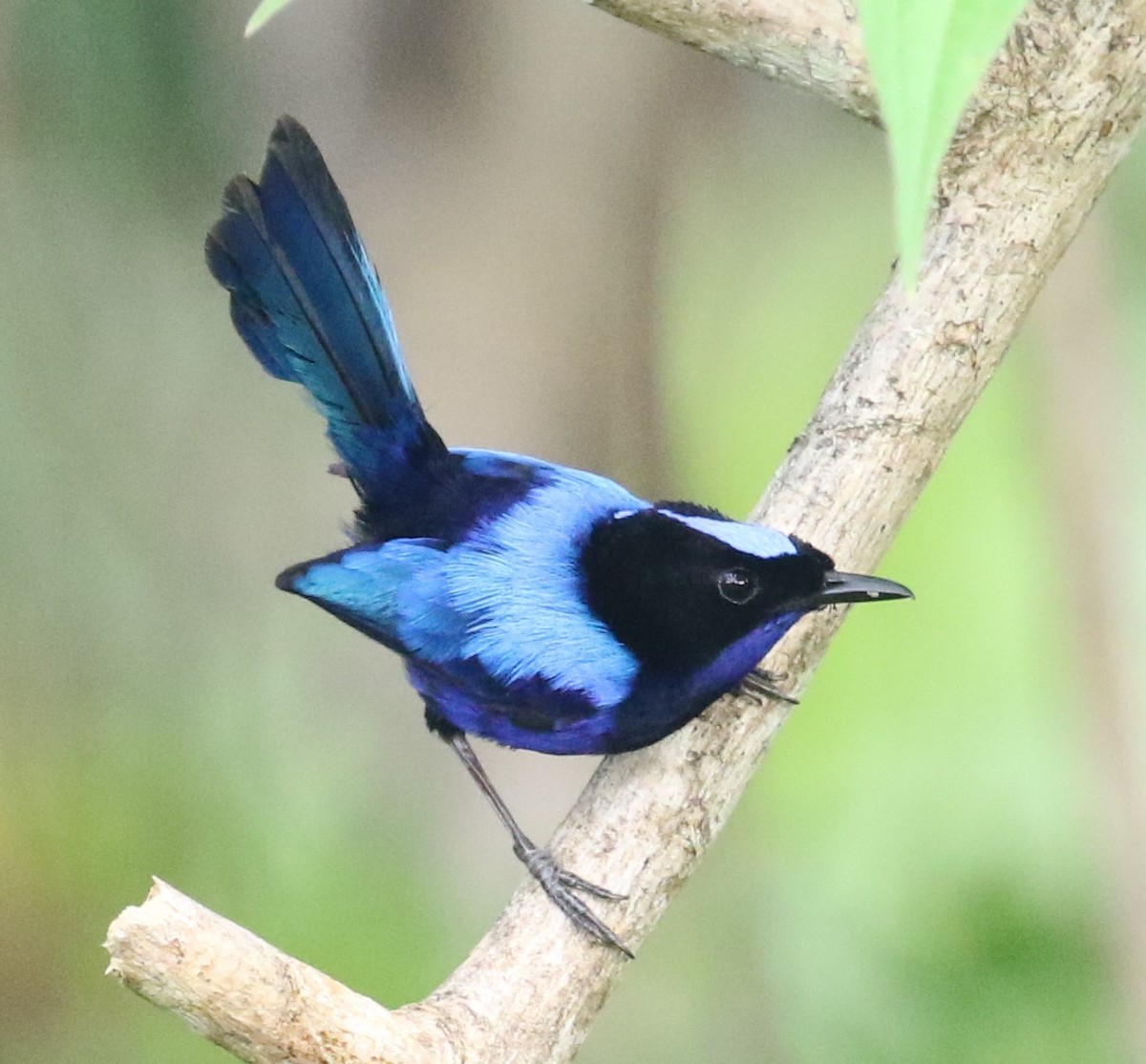 Emperor Fairywren - ML522561011