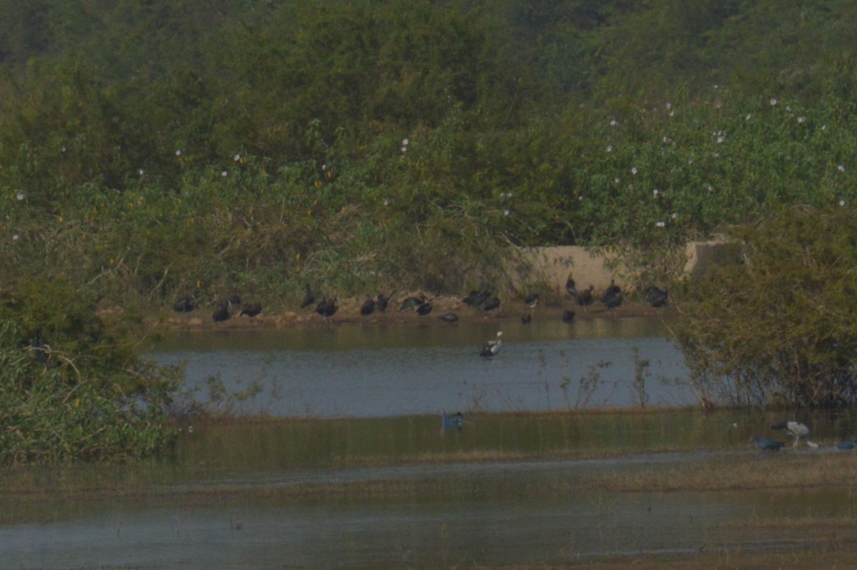 Glossy Ibis - ML522561021