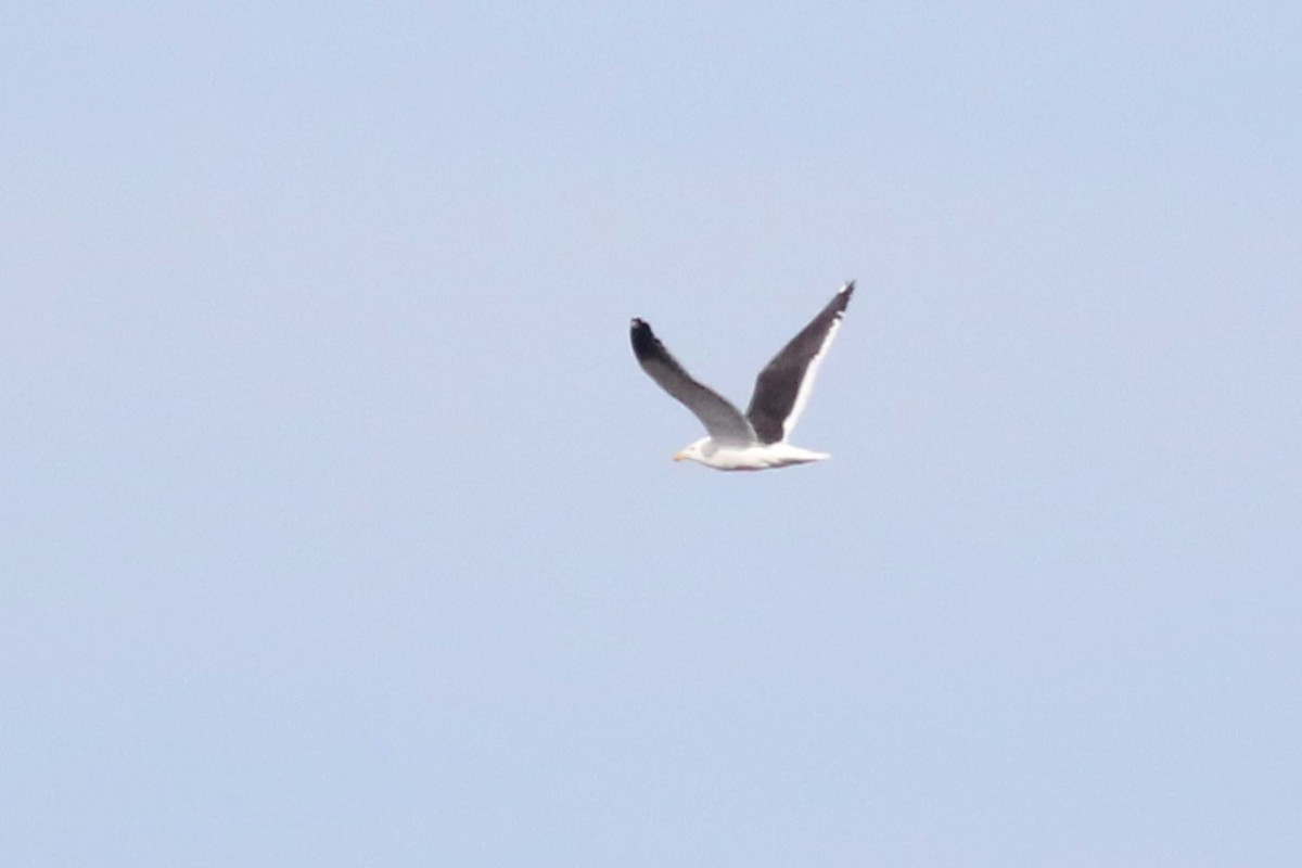 Gaviota Cocinera (vetula) - ML522561371