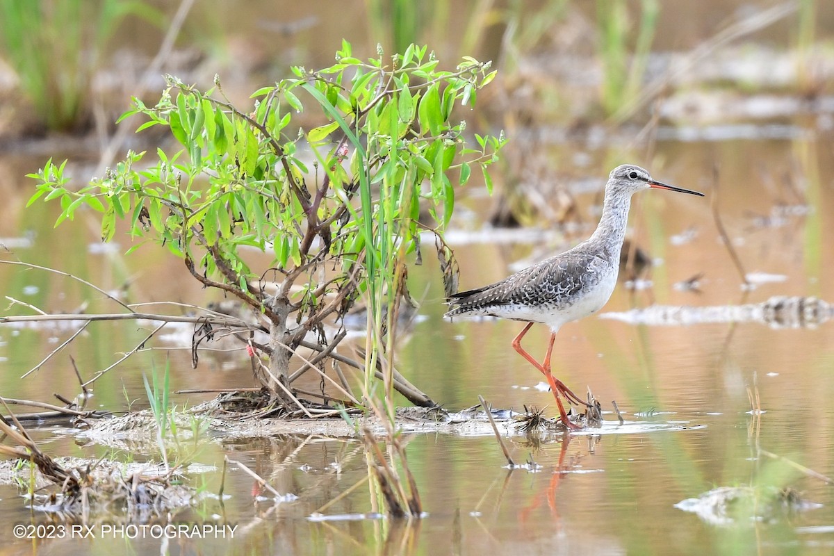 Spotted Redshank - ML522562181