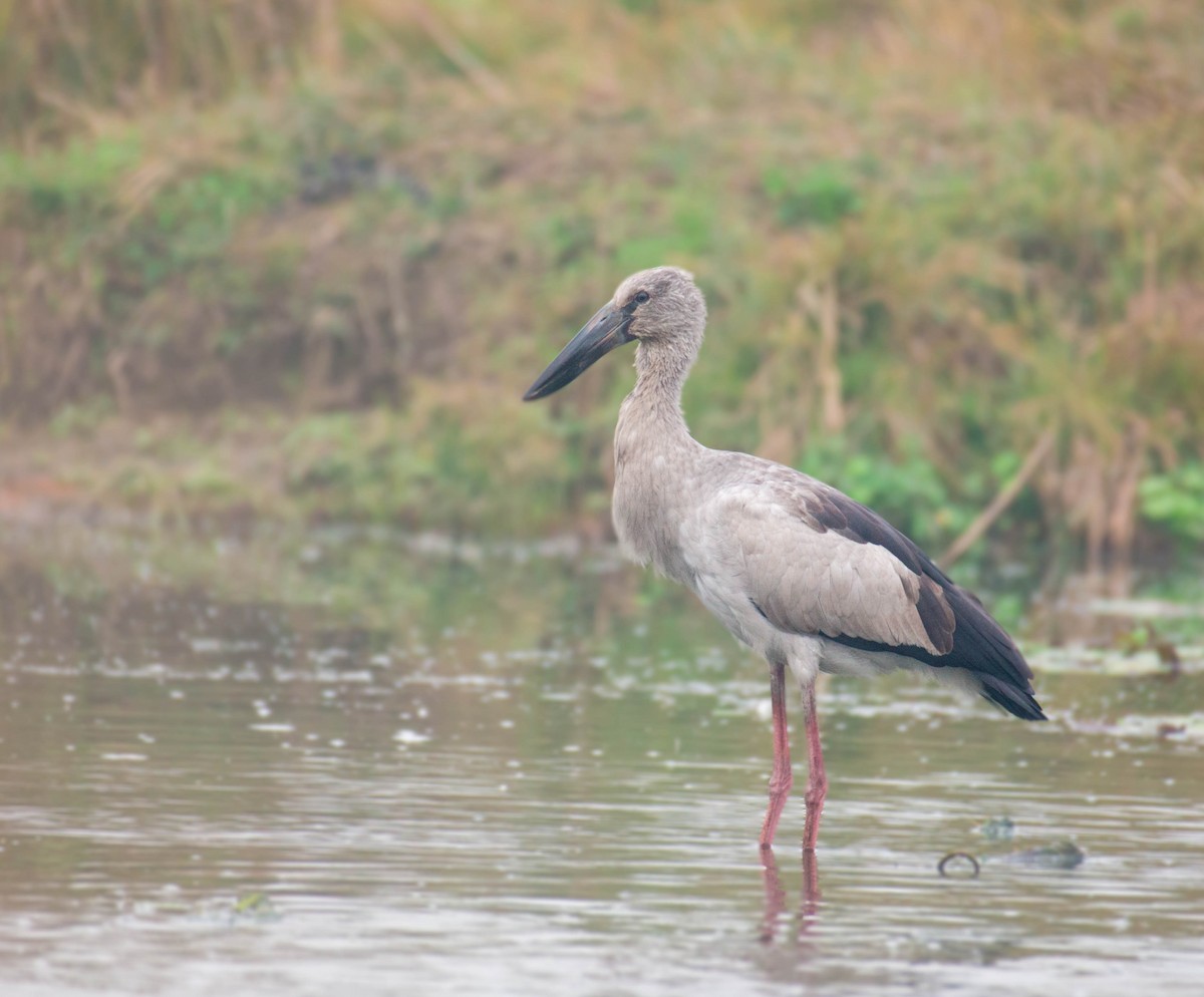 Asian Openbill - ML522562351