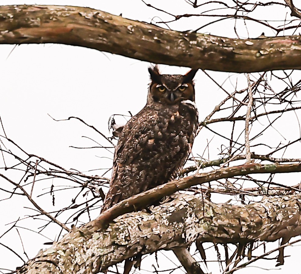 Great Horned Owl - joan garvey