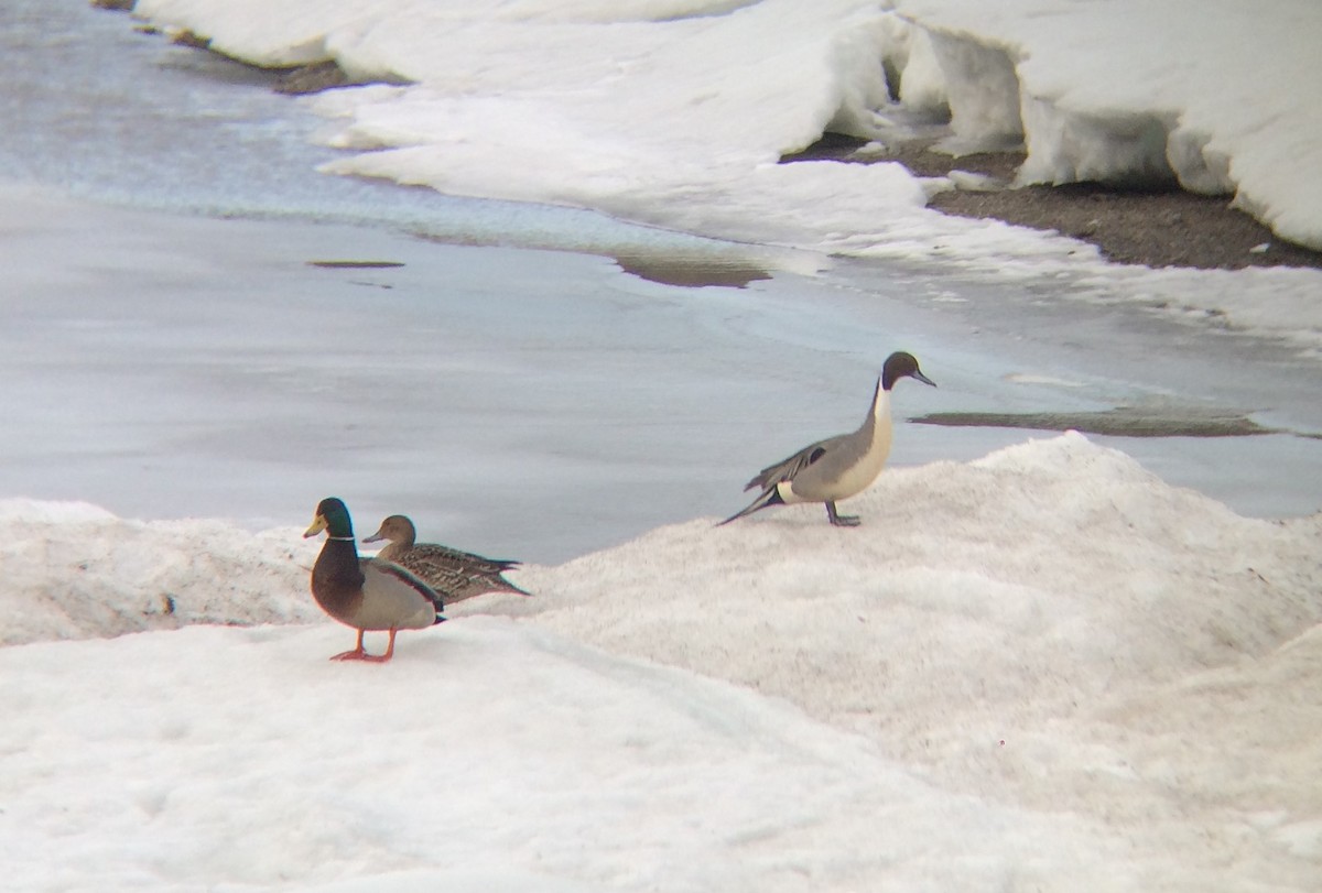 Northern Pintail - Heather Meier