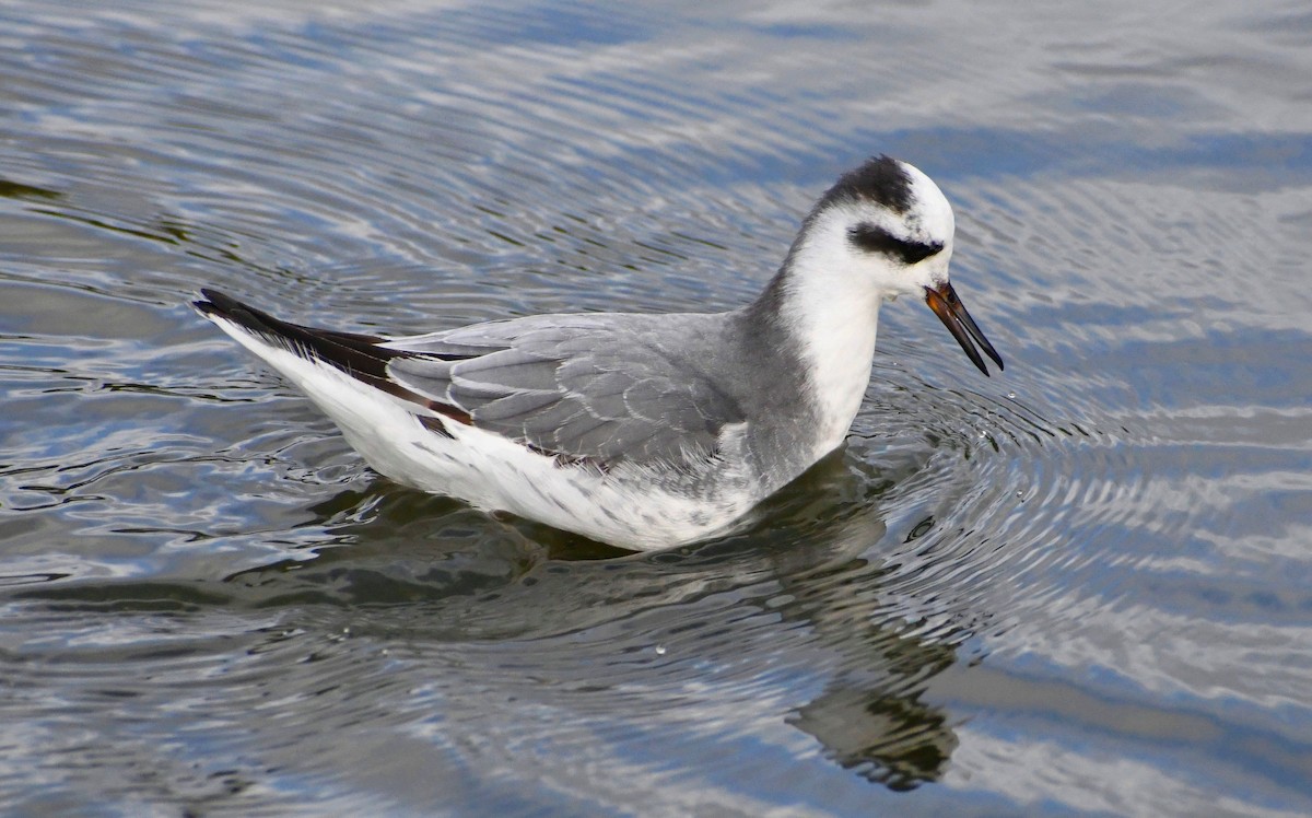 Red Phalarope - ML522564431